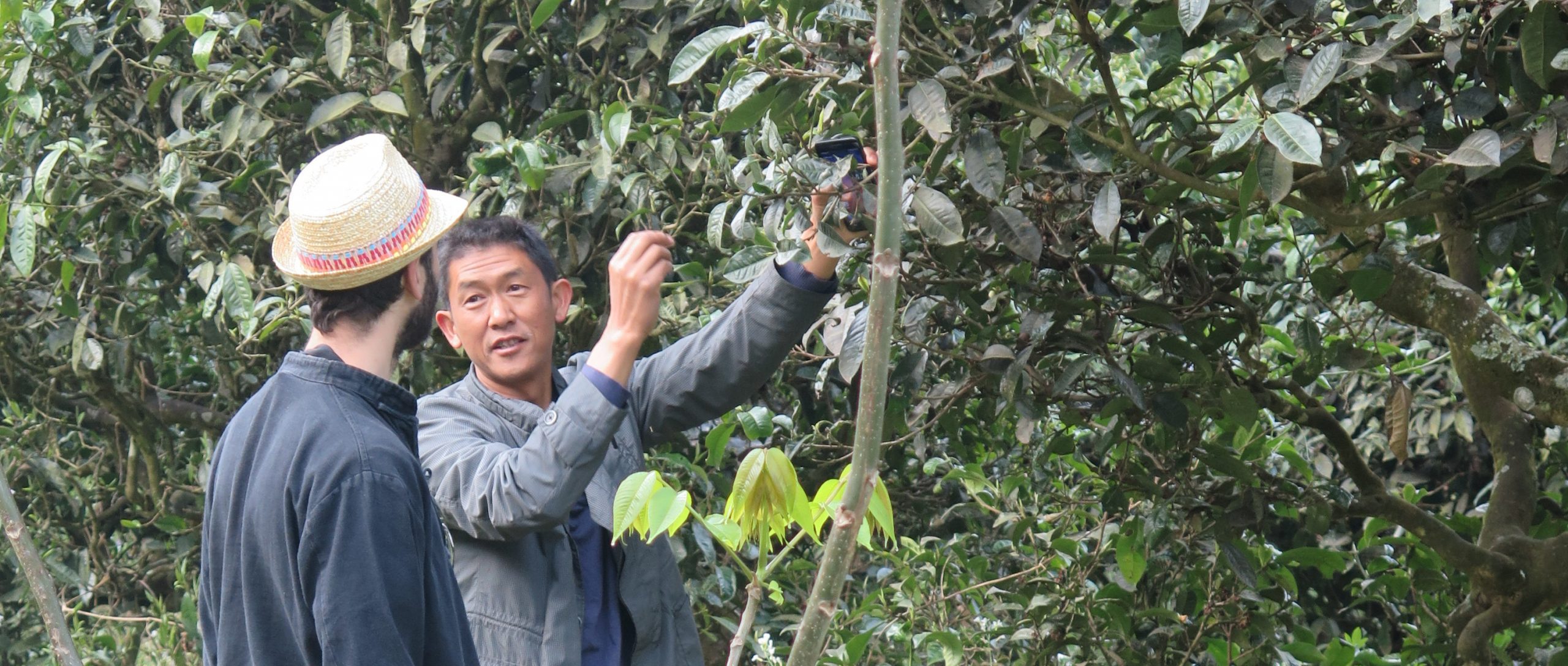 Metabolism of tea trees